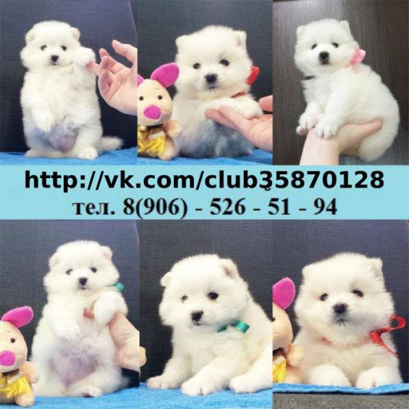 Самоедики классные малыши