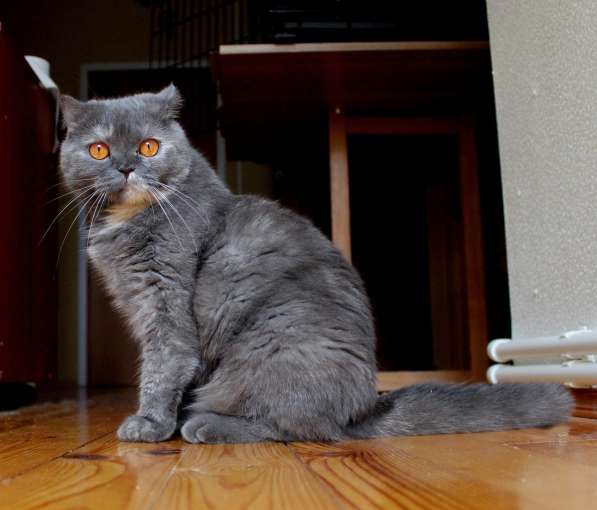 Британочка Оливия, янтарные глазки. Кошка в дар в Калуге фото 11