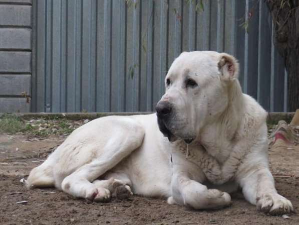Щенок Среднеазиатской овчарки в Новосибирске фото 33