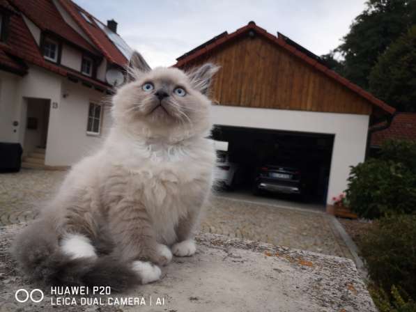 Котята Невские - Маскарадные в фото 12