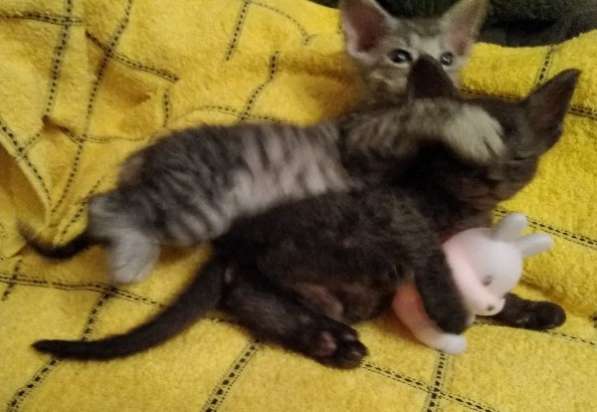 Кудрявые эльфы, каракулевые, элитные котята Девон-Рекс в Санкт-Петербурге фото 36