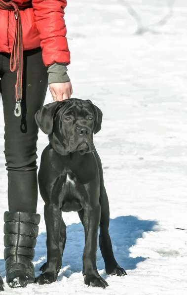 Щенки Кане корсо в Санкт-Петербурге фото 13