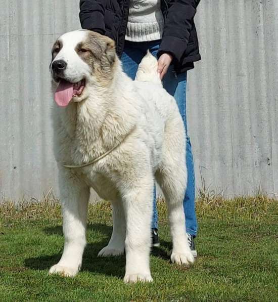 Central Asian Shepherd, Best Puppy Breed в фото 13