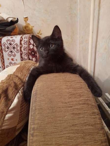 Отдам котенка(кота) бесплатно в добрые руки, 2 месяца в Москве