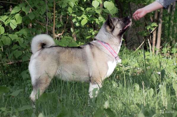 Щенки американская акита, с документами в Перми фото 11