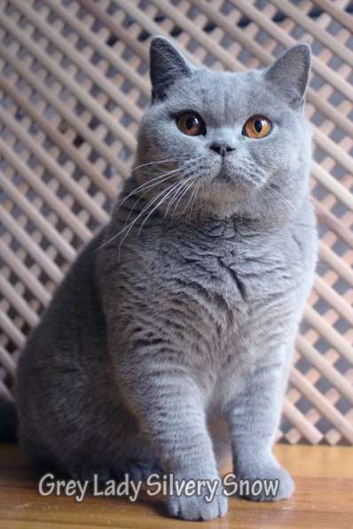 Взрослая британская кошка в добрые руки в Москве