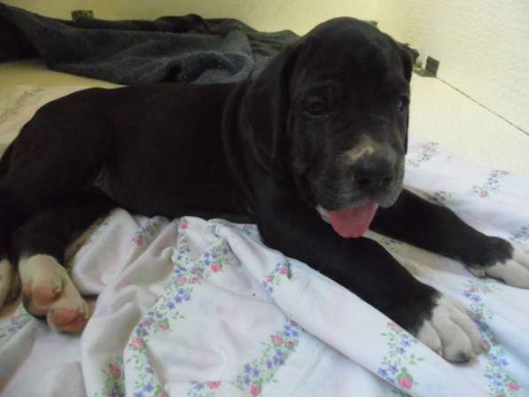 Немецкий дог в Нальчике фото 7