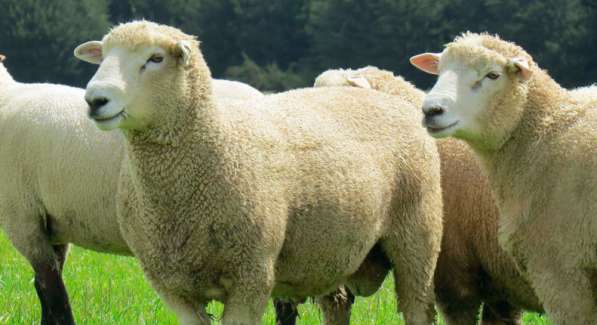 Племенные овцы Ромни-марш (Скот из Европы)