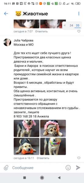 Щенки в Раменское фото 4