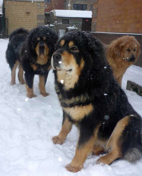 Тибетский мастиф - щенки в Санкт-Петербурге фото 14