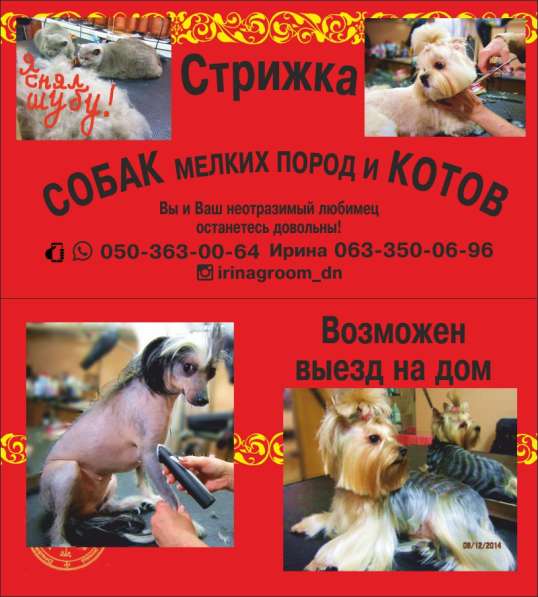 Стричь пекинеса. Да или не да? в 