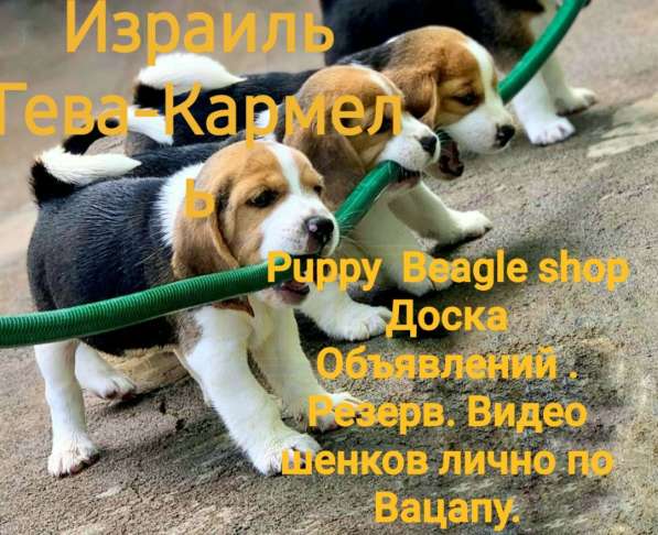 Puppe Beagle Shop