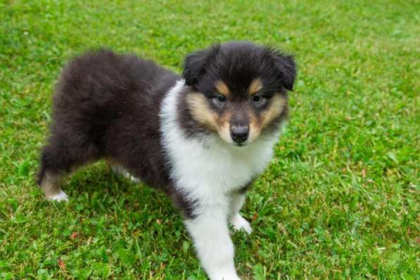 Щенок колли длинношёрстный в Екатеринбурге фото 40