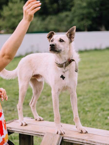 Белоснежный красавец Шумахер, молодой особенный пес в дар в Москве фото 6