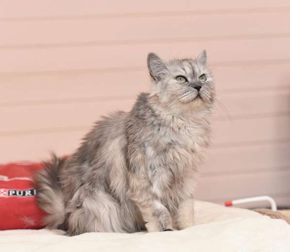 Кошечка Ариель ищет дом в Домодедове фото 4