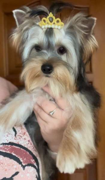 Йоркширский терьер. Мелкий стандарт в фото 5