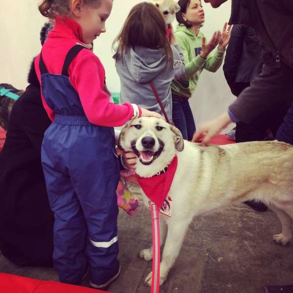 Молодая и умная собачка Грэя в ответственные руки в Москве фото 4