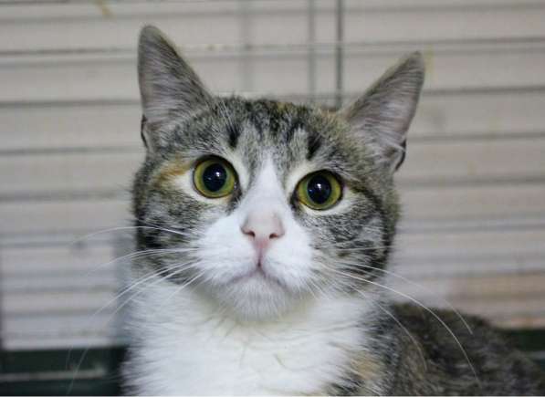 Милая Тесси мечтает стать домашней в Москве фото 7