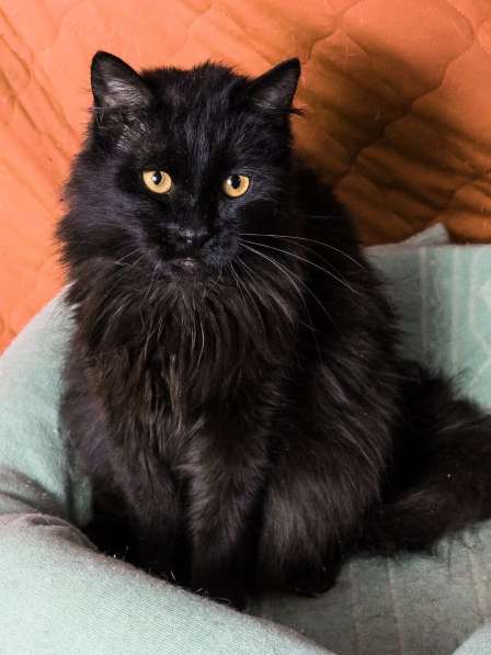 Черный кот Сэмуель–метис мейн-куна в добрые руки в Москве фото 4