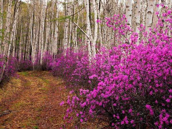 Land for sale russia in the altai