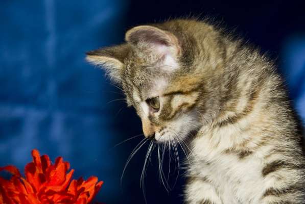 Ищут дом котята Альфа, Мышка и Рыжик в Москве фото 13