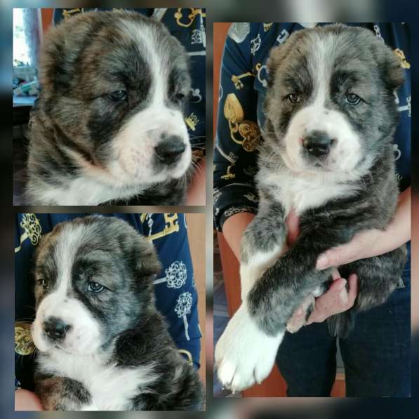 Продам щенков САО