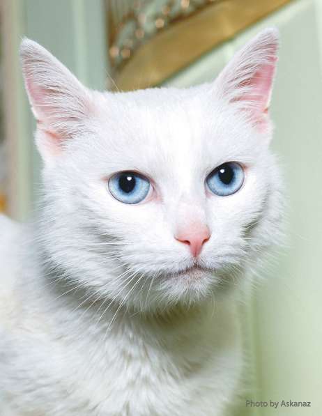 Изумительная девочка Луна, кошка голубоглазка ждет вас. в Москве фото 5