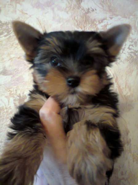 Щенки йоркширского терьера в Москве фото 11