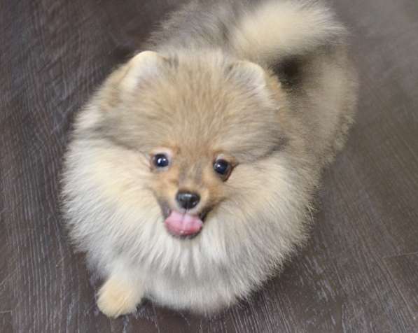 Продаются щенки немецкого шпица в Новосибирске фото 6