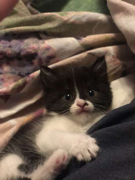 Котик ищет дом)