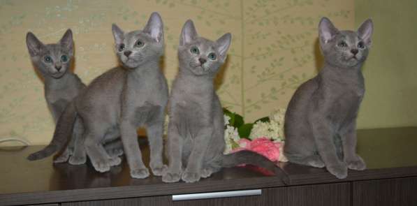 Чистокровные котята Русской голубой в Владимире фото 4