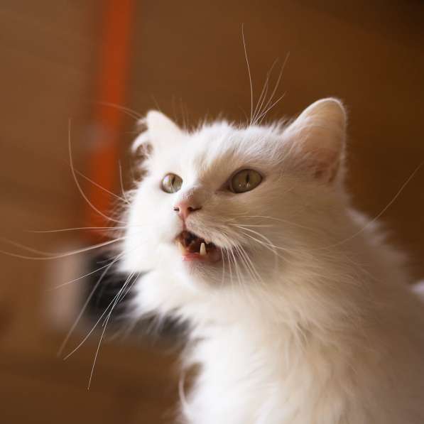 Белый, пушистый и очень ласковый кот в Санкт-Петербурге фото 4