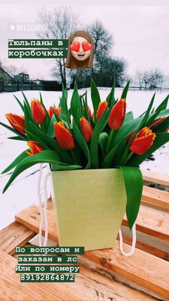 Сочные тюльпаны в Белгороде фото 3