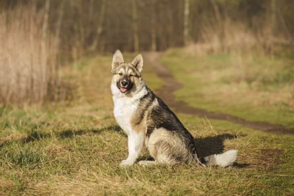 Щенок Ося ищет доброго хозяина! в Москве фото 8