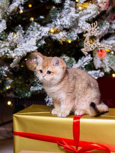 Британский золотой котенок в Санкт-Петербурге фото 4