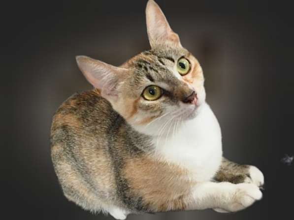 Юная кошка ищет дом