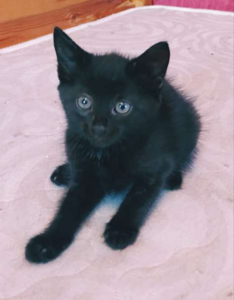 Флэш - черный игривый котенок ищет дом в Москве