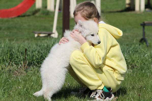 Щенки БШО в Москве фото 27