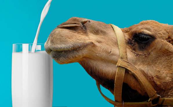 Молоко верблюда в Махачкале