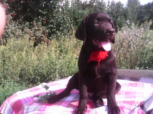 Продам щенков лабрадора тёмно-шоколадного окраса в Омске фото 8