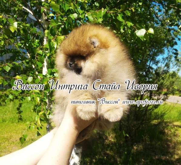 Померанцы, самые красивые щенки в Туле фото 3