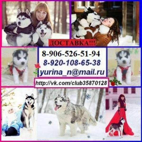 Щенки сибирской хаски