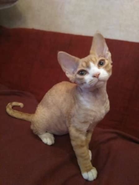 Девон Рекс Мальчики