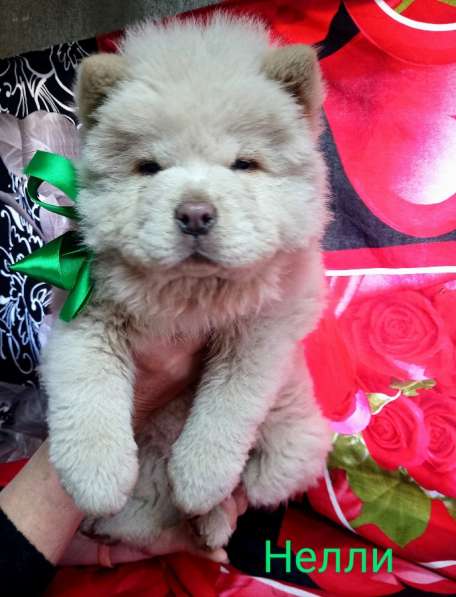 Щенки чау-чау в Краснодаре фото 20