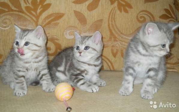 Кот на вязку 1500 котята от 2000 в Костроме фото 4