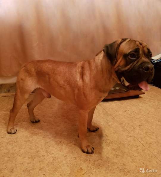 Щенок по имени Степка в Москве