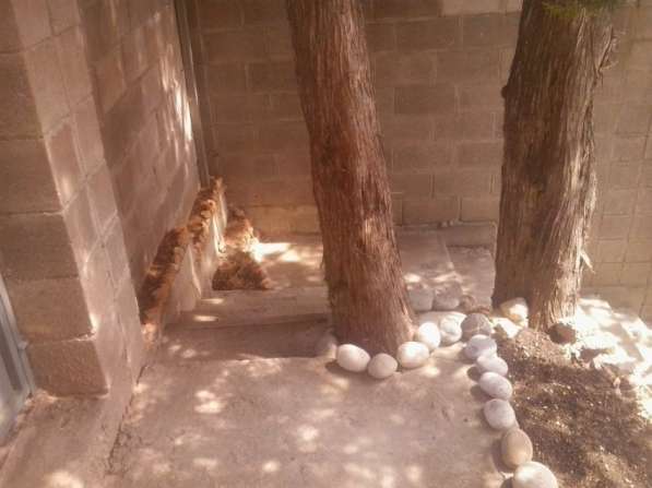 Отдельный номер с двориком в Симеизе в Ялте фото 63