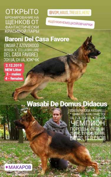 Щенки овчарки Питомник в фото 11