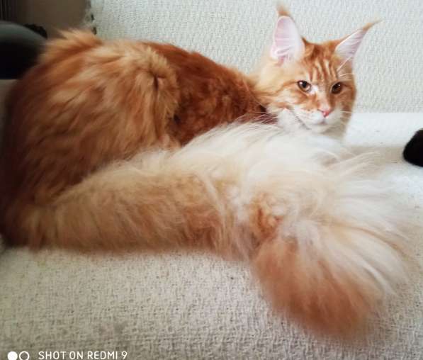 Мальчик Мейн -кун в Санкт-Петербурге фото 4