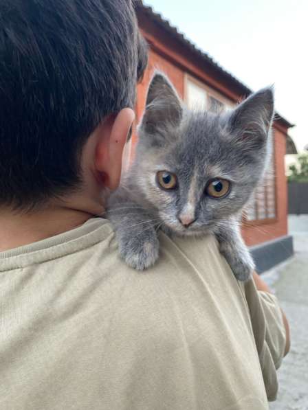 Котенок в Грозном